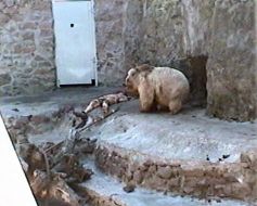 Вольер бурых медведей