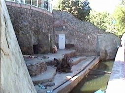 Вольер бурых медведей