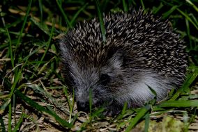 Hedgehog