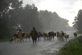 Consequences of bad weather in Ukraine