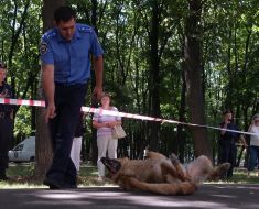 Инструктор-кинолог демонстрирует навыки служебной собаки