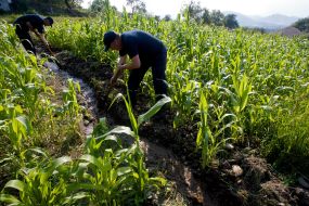 The employees of MINISTRY of emergency measures take water through the corn field