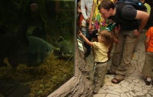 Children examines fishes