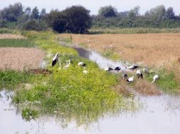 Storks in Monastyrets village