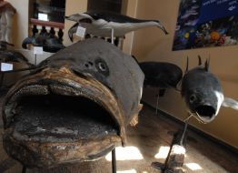 Exhibits of museum