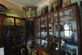 Museum of oceanology Institute