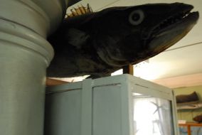Exhibit of museum