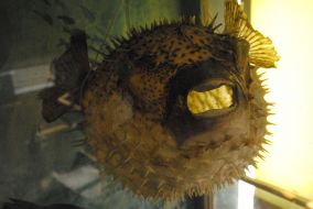 Exhibit of museum
