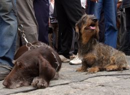 Митинги за и против запрета на охоту в Харьковской области
