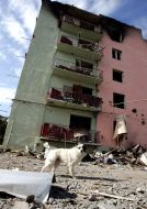 Пес поруч зі зруйнованим будинком