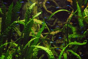 Sevastopol aquarium-museum