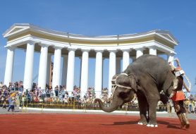 Одеса. День міста