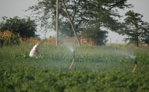 Old woman works at a vegetable garden