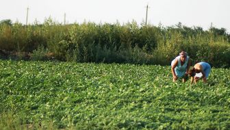 Women at a vegetable garden