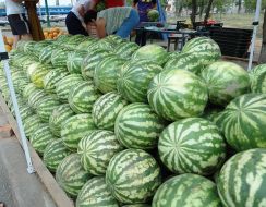Sale of water-melons in Kherson