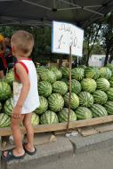 A child examines water-melons