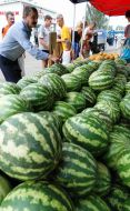 A buyer chooses a water-melon