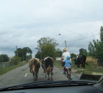 People pasturing cattle