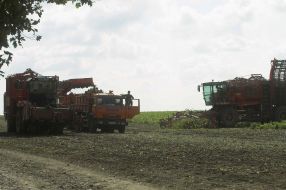 Уборка сахарной свеклы