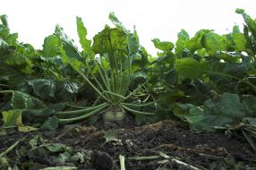 Сахарная свекла