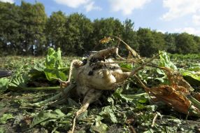 Сахарная свекла