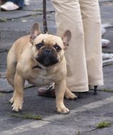 Dog of breed French Bulldog stands at the feet of the owner