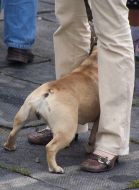 Dog of breed French Bulldog stands at the feet of the owner
