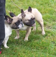 Dogs of breed French Bulldog stands at the feet of the master