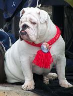 Английский бульдог