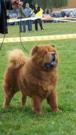 Chow-chow