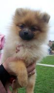 Pomeranian spitz