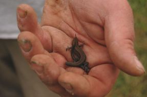 Ящерица - символ фестиваля