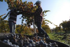 Harvest grape
