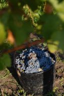 Vine harvest