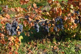 Ripe clusters of vine