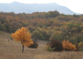 Yellowed trees on the mountain Chatir-Dag