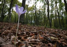 Flower on the mountain Chatir-Dag