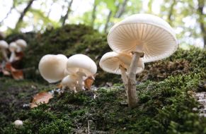 Fungies on the mountain Chatir-Dag