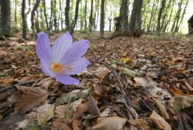 Flower on the mountain Chatir-Dag