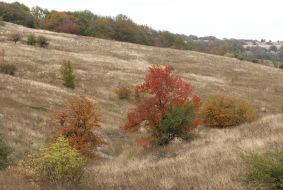 Yellowed trees on the mountain Chatir-Dag