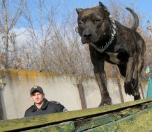 Cynologist with work dog