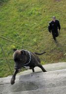 Cynologist with work dog