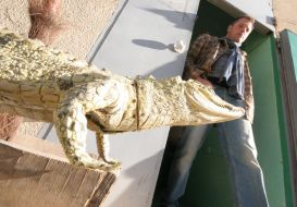 Муляж крокодила