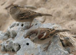 Sparrows