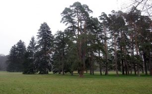 Spruce and pine trees in arboretum ”Aleksandria”