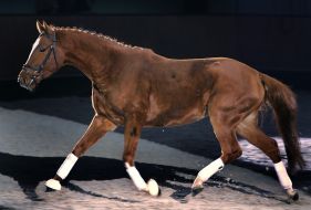 Horse on the name Kayur