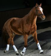 Horse on the name Kayur