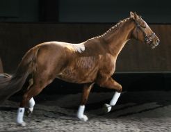 Horse on the name Kayur
