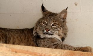 Тварини. Рись