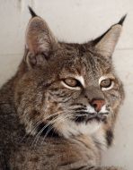 Тварини. Рись